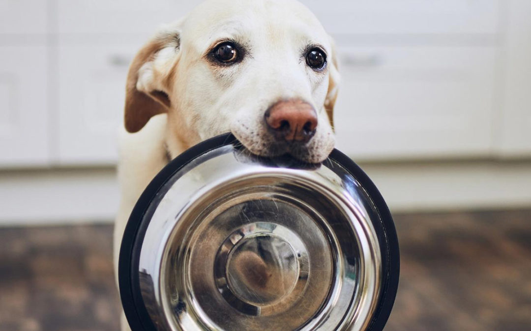 🐶 Hunde-Ernährung mit BARF – Das sollten Sie wissen