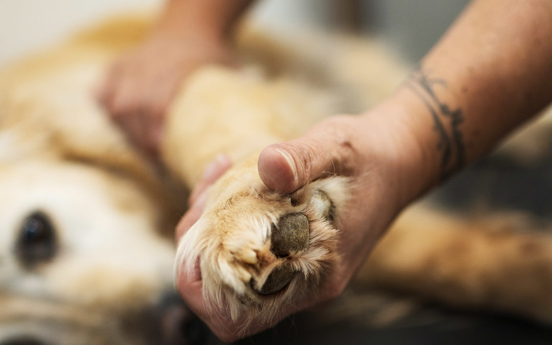 Ganzheitliche Tiergesundheit – Warum Ernährung, Therapie und Pflege zusammengehören