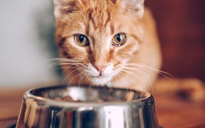 🐱 Die richtige Ernährung für Katzen – Was wirklich wichtig ist