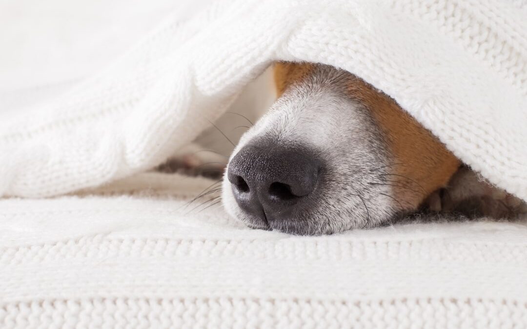 Unverträglichkeiten beim Hund erkennen – und was jetzt?